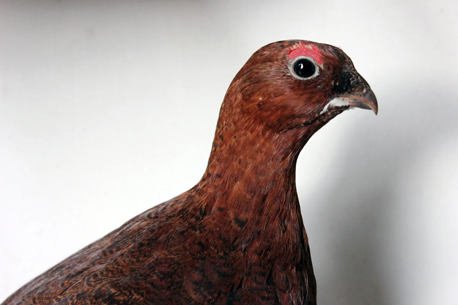 A Large Museum Cased Taxidermy Group of Four Scottish Red Grouse by R.Duncan of Newcastle Upon Tyne, Dated to 1882