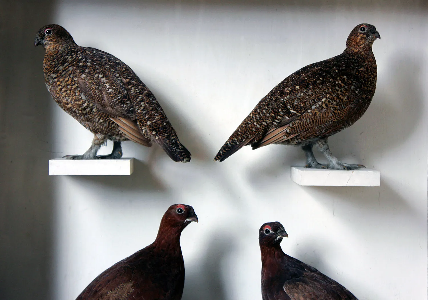 A Large Museum Cased Taxidermy Group of Four Scottish Red Grouse by R.Duncan of Newcastle Upon Tyne, Dated to 1882