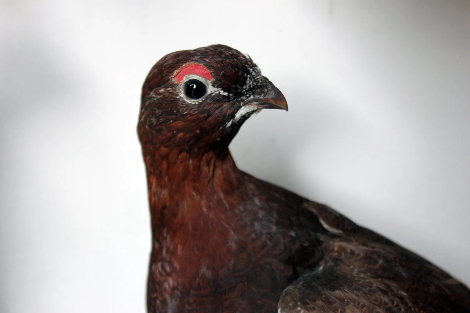 A Large Museum Cased Taxidermy Group of Four Scottish Red Grouse by R.Duncan of Newcastle Upon Tyne, Dated to 1882