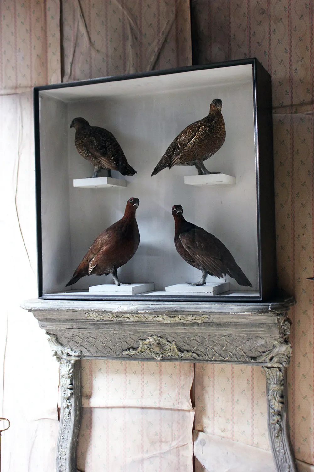 A Large Museum Cased Taxidermy Group of Four Scottish Red Grouse by R.Duncan of Newcastle Upon Tyne, Dated to 1882