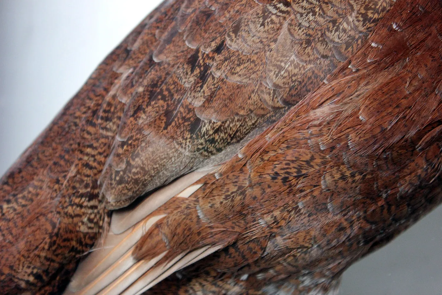 A Large Museum Cased Taxidermy Group of Four Scottish Red Grouse by R.Duncan of Newcastle Upon Tyne, Dated to 1882