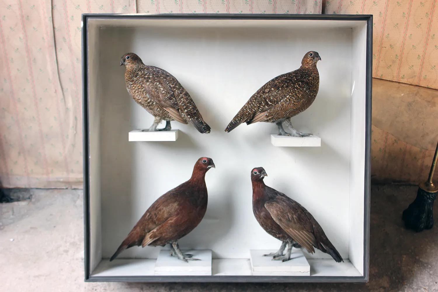 A Large Museum Cased Taxidermy Group of Four Scottish Red Grouse by R.Duncan of Newcastle Upon Tyne, Dated to 1882