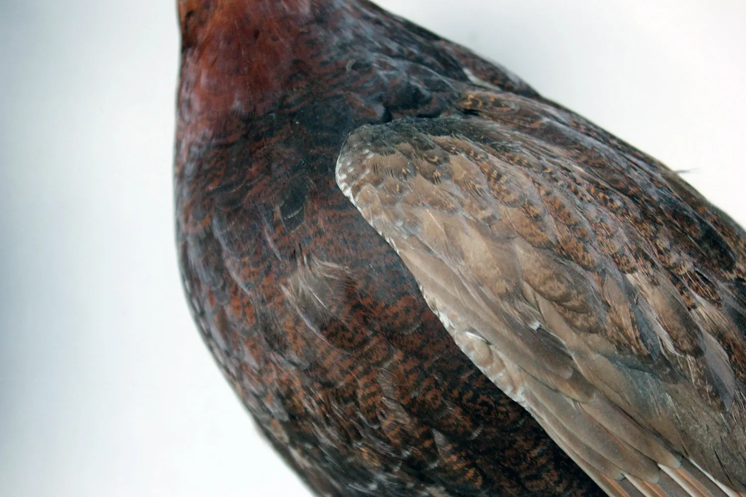 A Large Museum Cased Taxidermy Group of Four Scottish Red Grouse by R.Duncan of Newcastle Upon Tyne, Dated to 1882