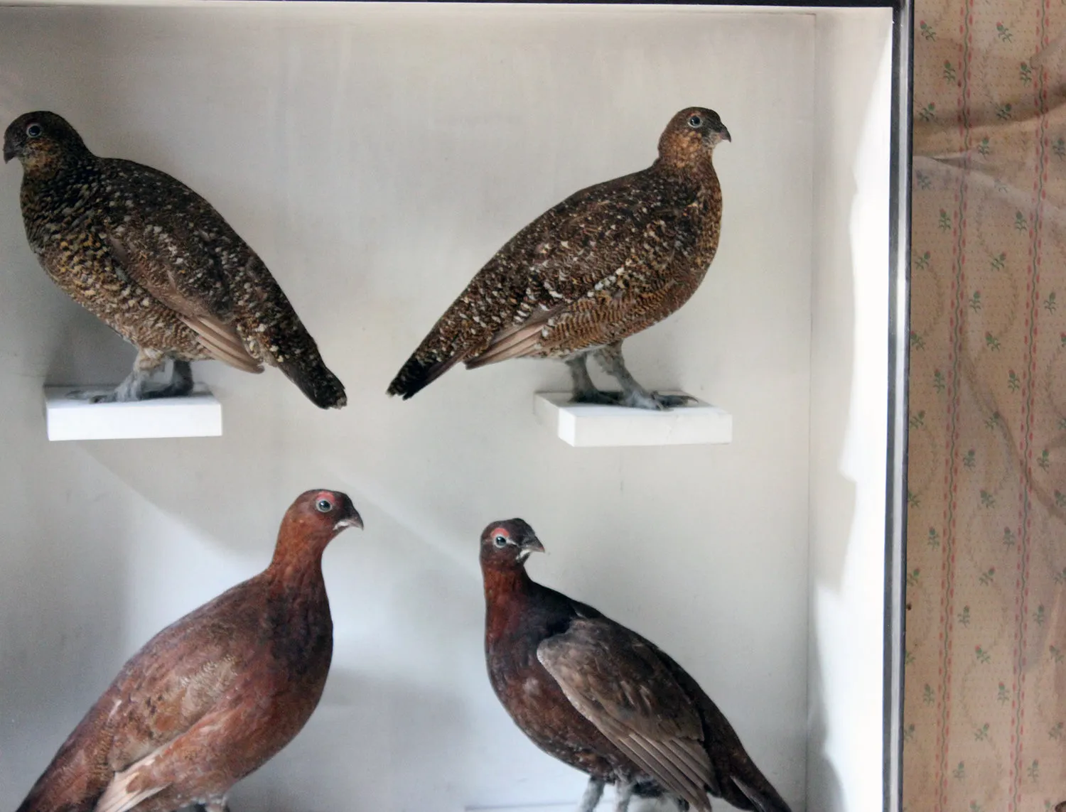 A Large Museum Cased Taxidermy Group of Four Scottish Red Grouse by R.Duncan of Newcastle Upon Tyne, Dated to 1882