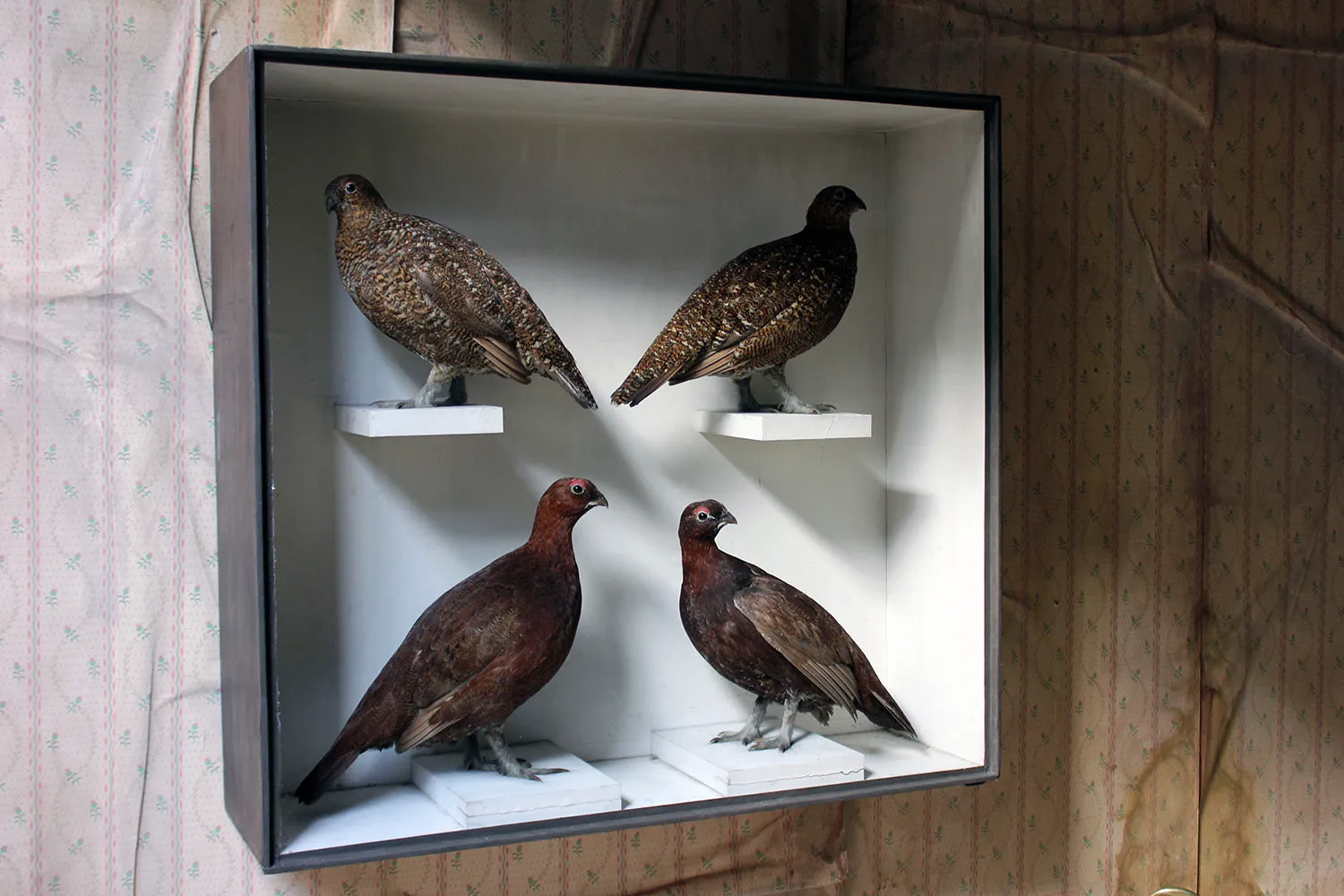 A Large Museum Cased Taxidermy Group of Four Scottish Red Grouse by R.Duncan of Newcastle Upon Tyne, Dated to 1882