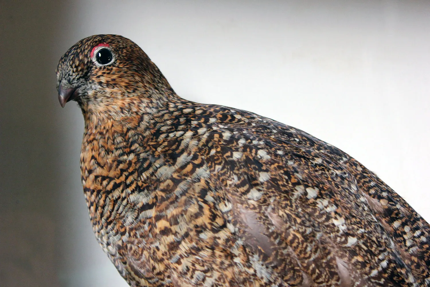 A Large Museum Cased Taxidermy Group of Four Scottish Red Grouse by R.Duncan of Newcastle Upon Tyne, Dated to 1882