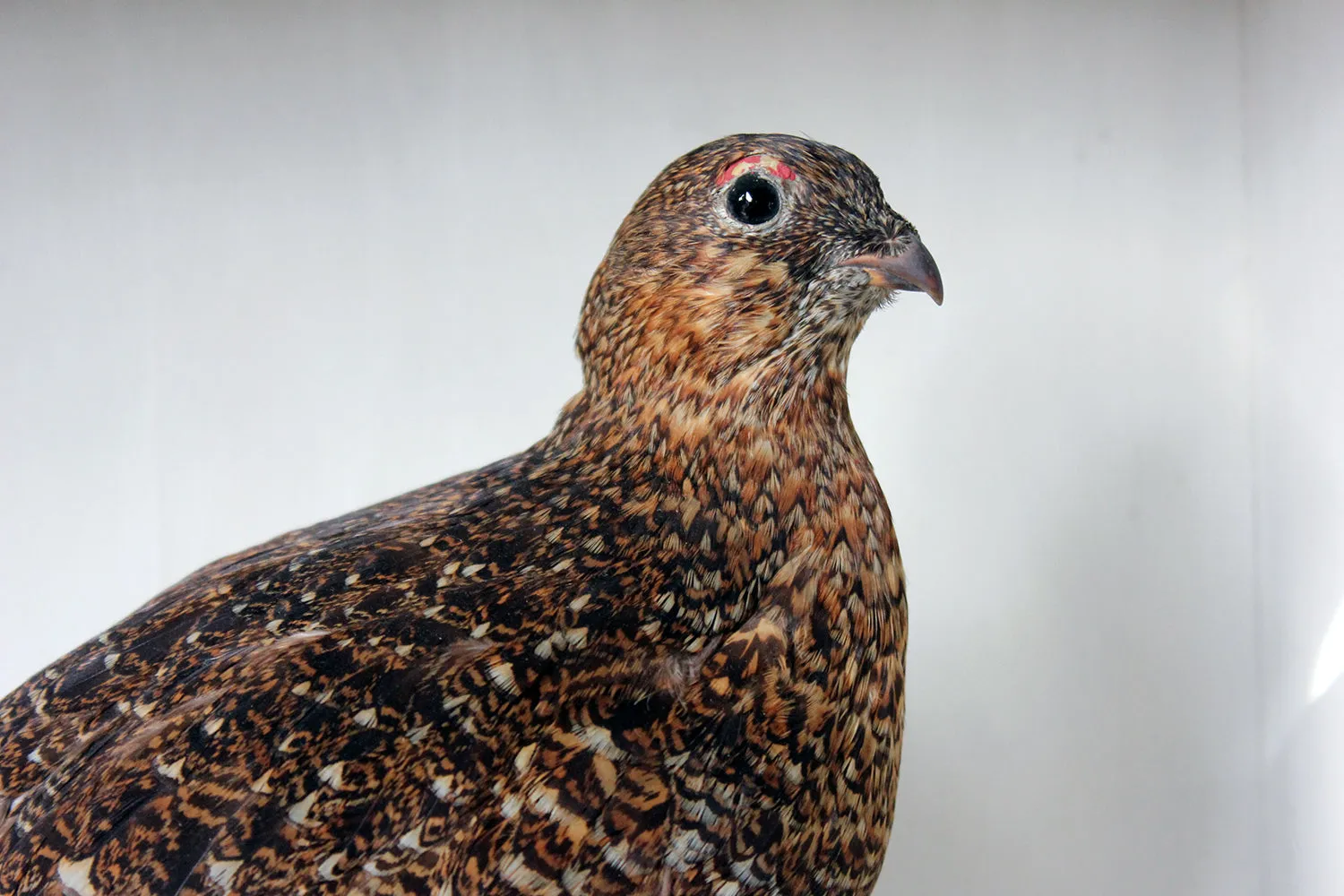 A Large Museum Cased Taxidermy Group of Four Scottish Red Grouse by R.Duncan of Newcastle Upon Tyne, Dated to 1882