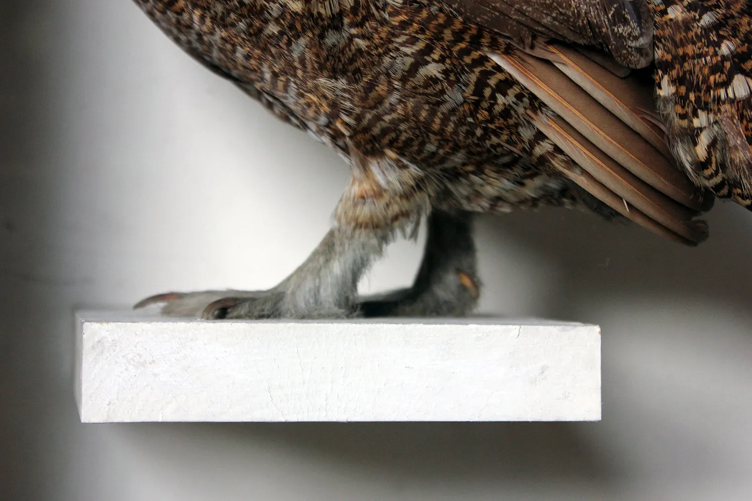 A Large Museum Cased Taxidermy Group of Four Scottish Red Grouse by R.Duncan of Newcastle Upon Tyne, Dated to 1882