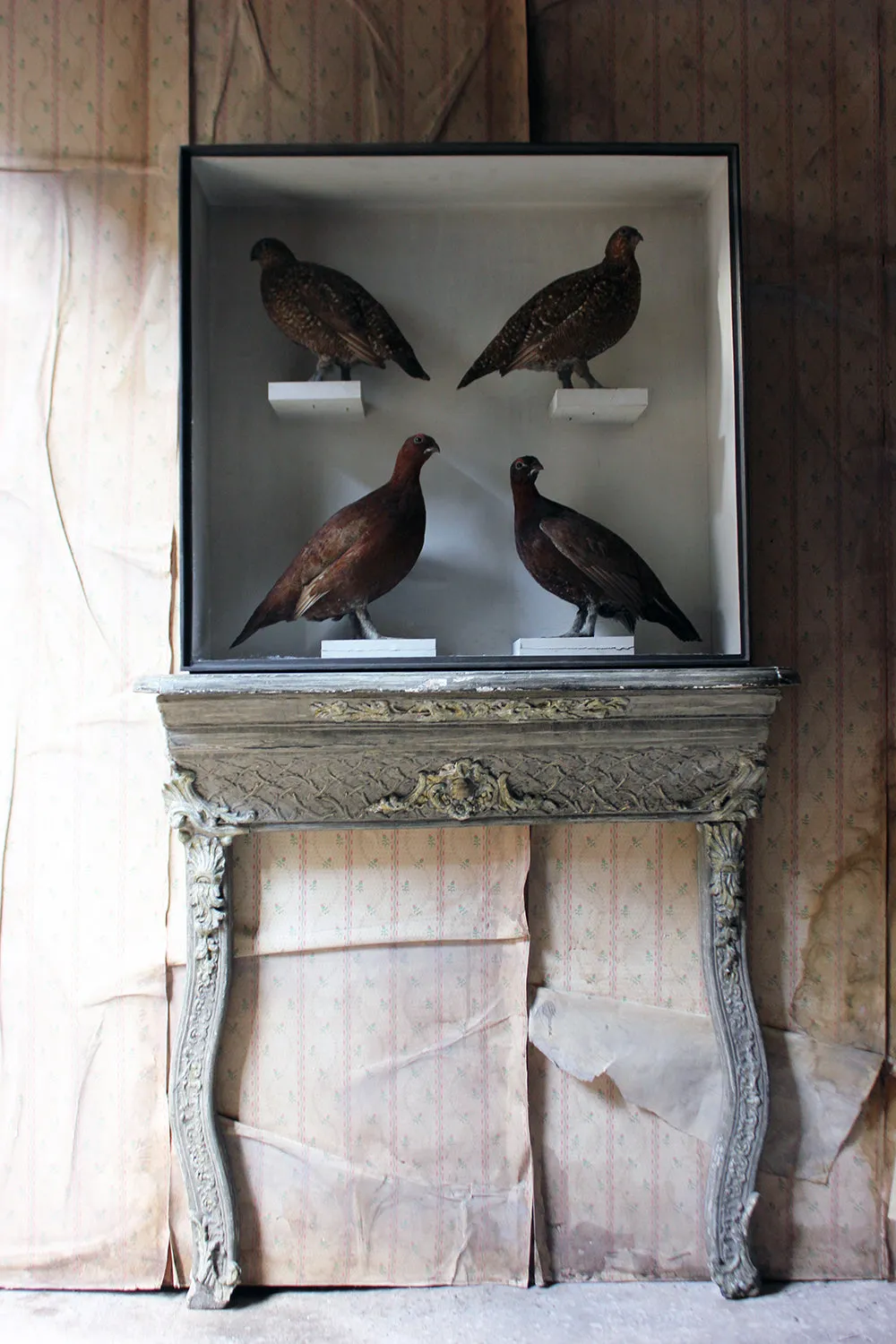 A Large Museum Cased Taxidermy Group of Four Scottish Red Grouse by R.Duncan of Newcastle Upon Tyne, Dated to 1882