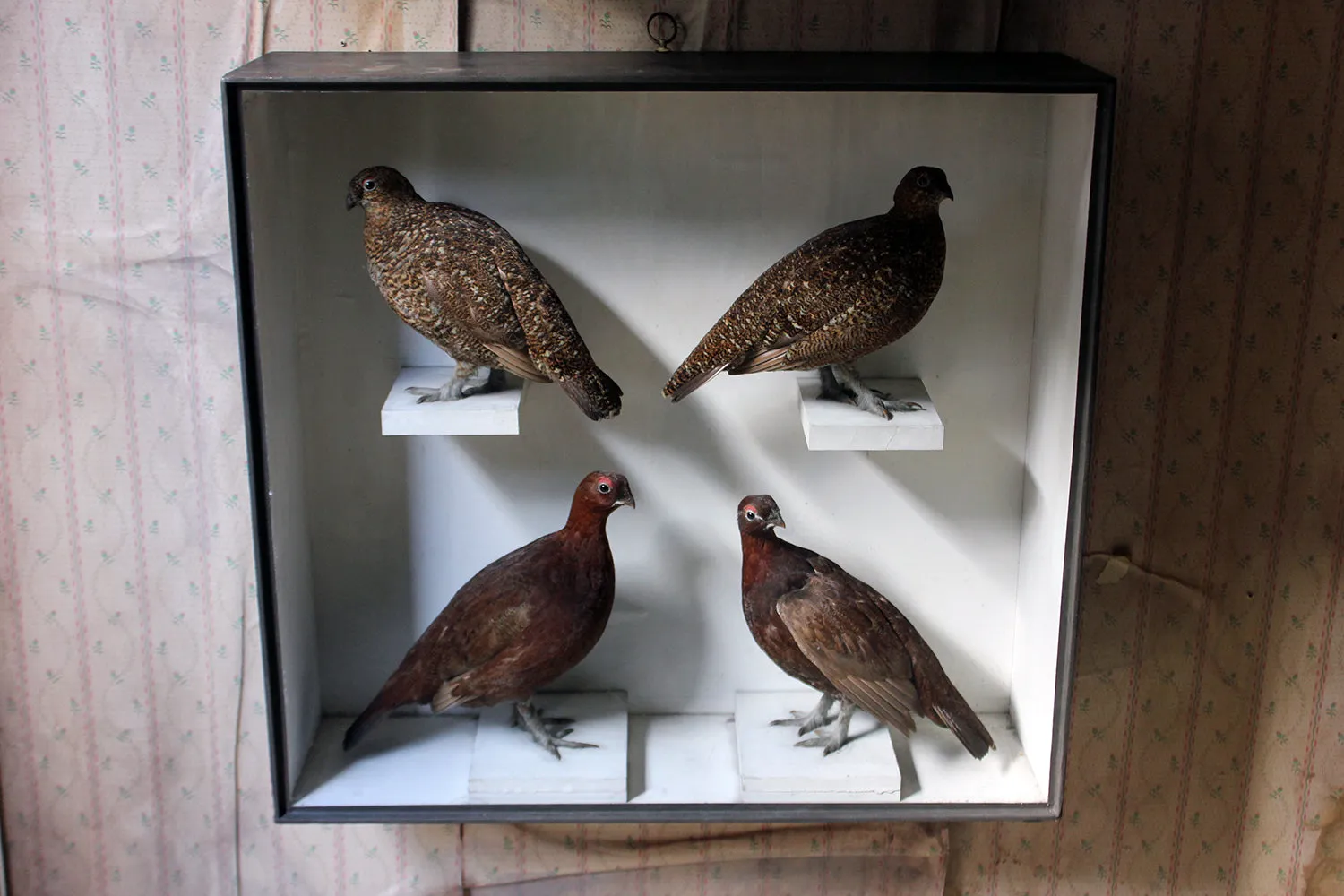 A Large Museum Cased Taxidermy Group of Four Scottish Red Grouse by R.Duncan of Newcastle Upon Tyne, Dated to 1882