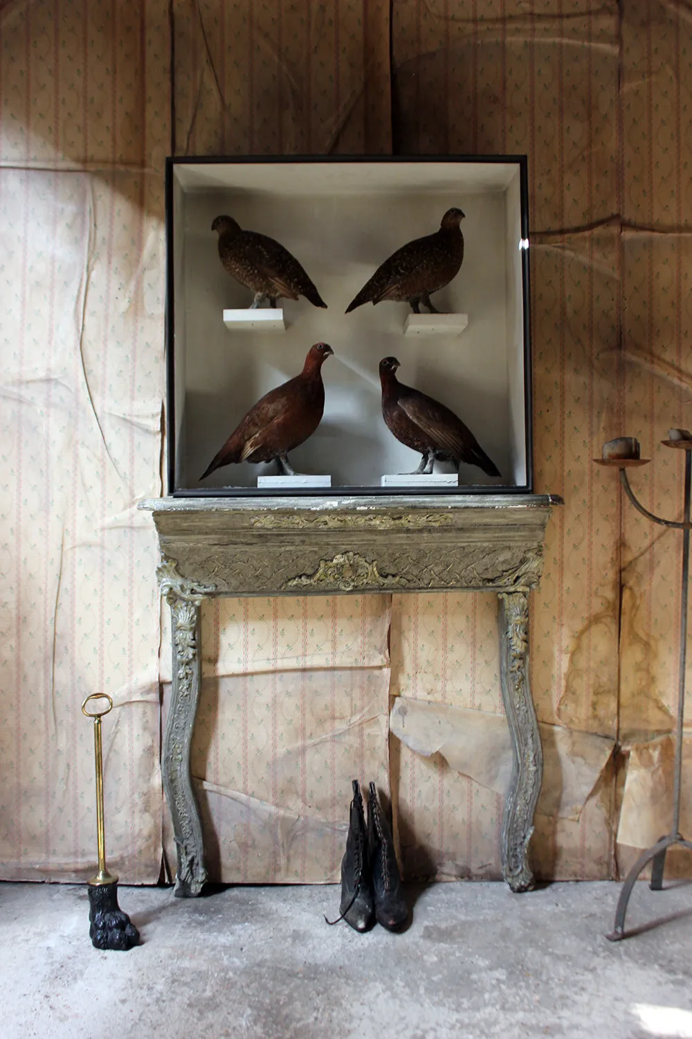 A Large Museum Cased Taxidermy Group of Four Scottish Red Grouse by R.Duncan of Newcastle Upon Tyne, Dated to 1882