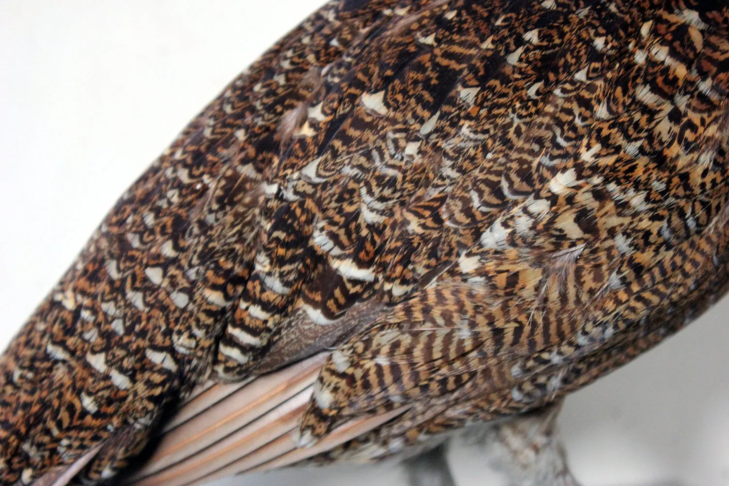 A Large Museum Cased Taxidermy Group of Four Scottish Red Grouse by R.Duncan of Newcastle Upon Tyne, Dated to 1882