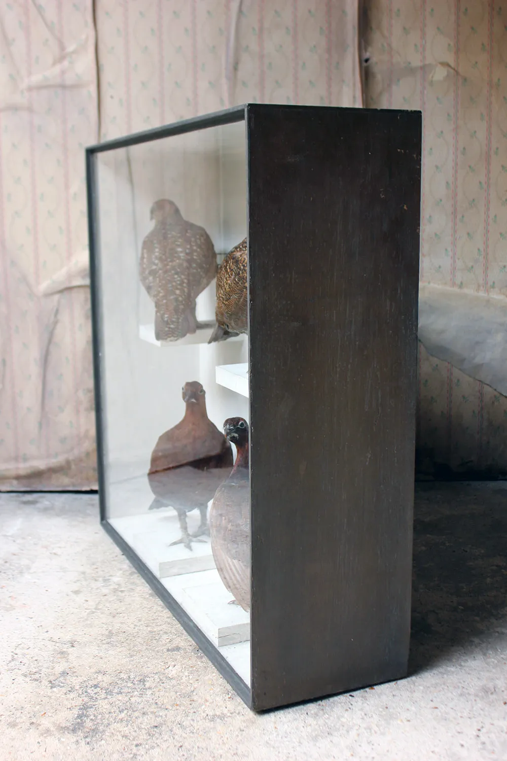 A Large Museum Cased Taxidermy Group of Four Scottish Red Grouse by R.Duncan of Newcastle Upon Tyne, Dated to 1882